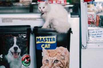 Banks, essentials, pet services dearer in lockdown