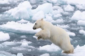 Source: @wwfindia/Instagram