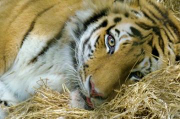 The Zoo Covid 19 Animals.