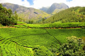 Tea Plantation