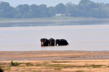 Several Bollywood celebrities took to social media to express shock over the inhuman incident where a pregnant elephant was fed with pineapple stuffed with firecrackers in Kerala. (Photo: IANS)