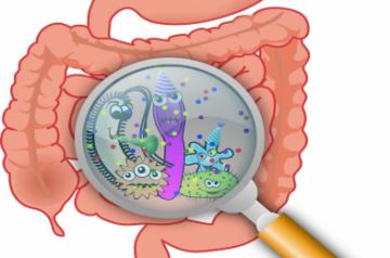 Next time when you hop on desserts, candy, beverages or gum, read on. Researchers have found that a common food additive significantly alters gut microbiota in mice, causing inflammation in the colon and changes in protein expression in the liver.