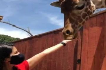 Sunny Leone feeds giraffe in new video.