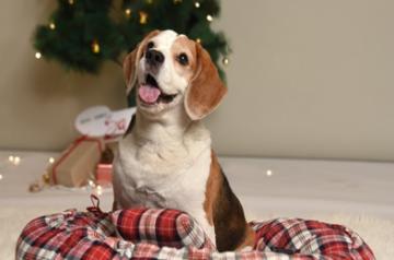 Heads Up For Tails festive bed for the VIP in the house 