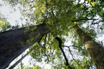 Pelorus Sound. Credits- Trees That Count