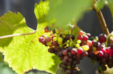 Monterey County, Chateau Julien