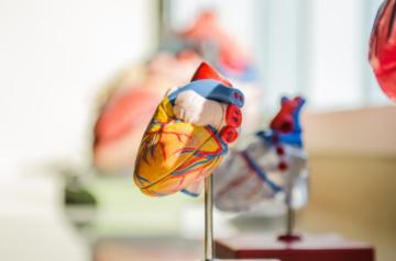 Representative Image of a heart; Source: Unsplash