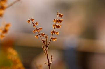 Representative image of a Tulsi flower (Source: Unsplash)