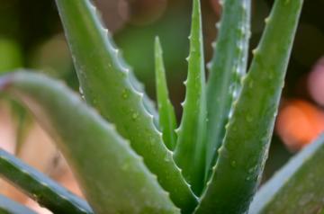 Reasons why neem, aloe vera should be on your list