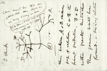 Charles Darwin, Tree of Life, 1837, Classmark DAR 121 Reproduced by kind permission of the Syndics of Cambridge University Library