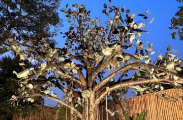 Conference of the Birds by Satish Gupta