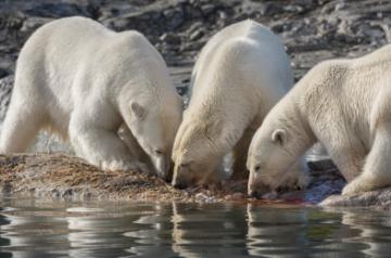 review of Polar Bear Embargoed.