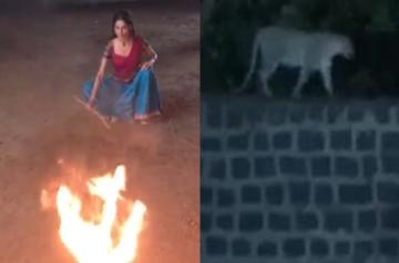 Leopard shows up at Ã¢ÂÂBaghinÃ¢ÂÂ shoot in Sanjay Gandhi National Park