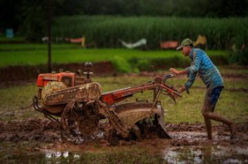 Agriculture and Farming in Konkan - Representational Picture