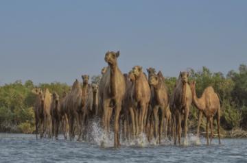  Saudi Arabia designates 2024 as the Year of Camel 